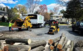 How Our Tree Care Process Works  in  Syosset, NY