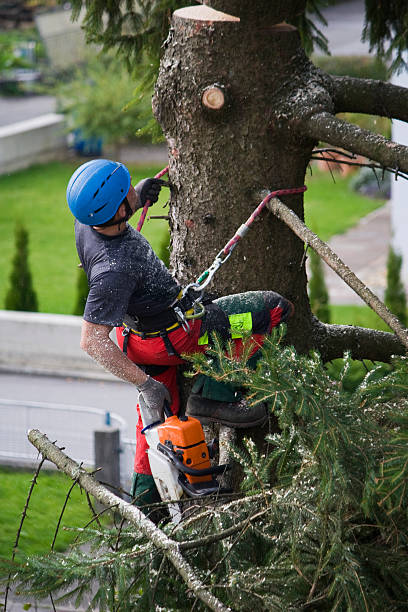 Professional Tree Care Services in Syosset, NY